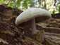 Óriás bocskorosgomba (Volvariella bombycina), Budai-hegység